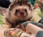 George the Hedgehog